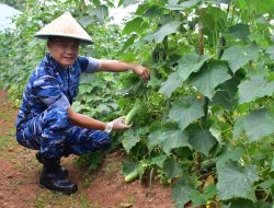 Komandan Lanud SMH Panen Mentimun Jenis Ori di Lahan Ketanahan Pangan Lanud
