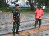 Danlanud SMH Cek Kesiapan Lahan Cabai dan Panen Kangkung di Lahan Kompi Produksi